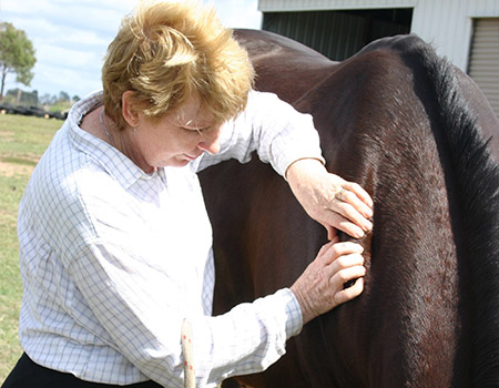 Animal Bowen Therapy - Horses