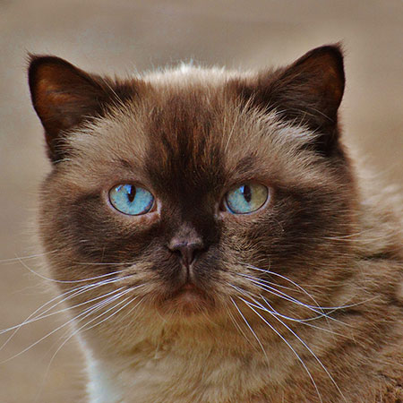 Animal Bowen Therapy - Cats
