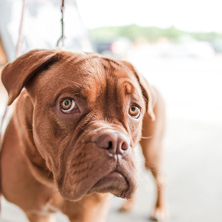 Animal Bowen Therapy - Dogs