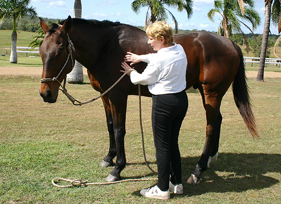 Joan performing Bowen Treatment on a Horse