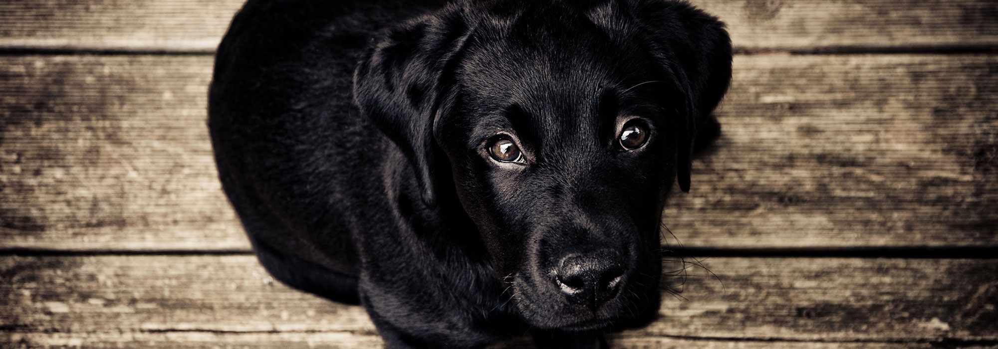 Animal Bowen Therapy - Dog