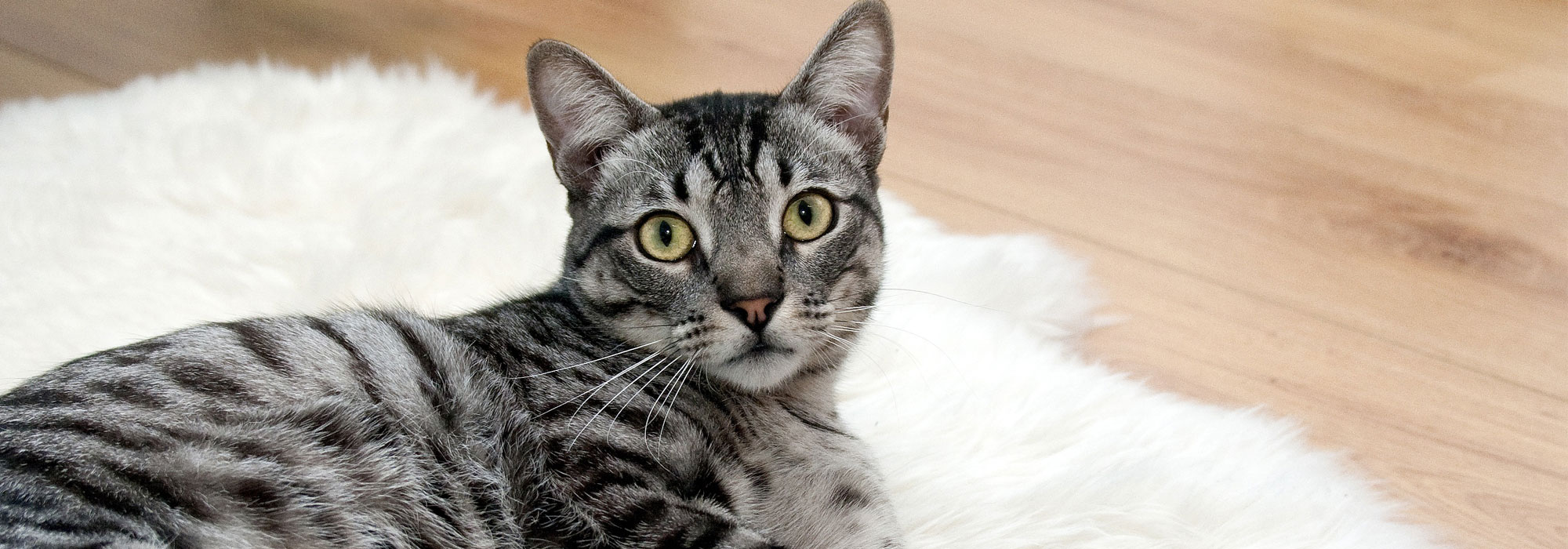 Animal Bowen Therapy for Cats