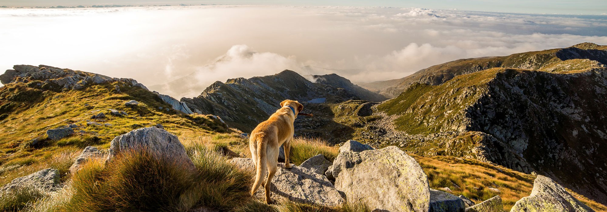 Animal Bowen Therapy for Dogs