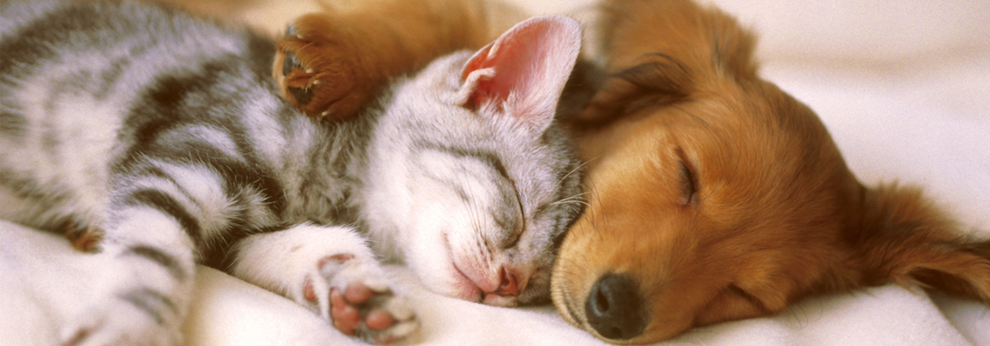 Bowen Therapy for Animals Self-Help Course